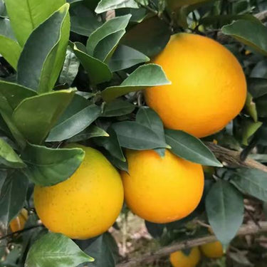 Dwarf Orange Seed for Planting – Hardy Grow Fruit Bearing Bonsai