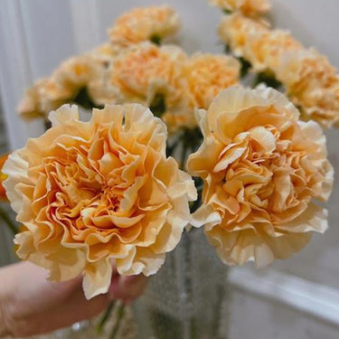 Carnation Seeds-Cheese