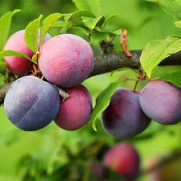 Beach Plum Fruit Tree Shrub Seeds