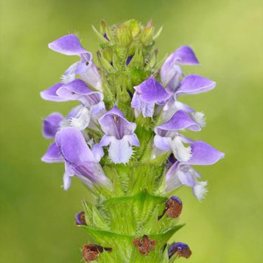 Prunella Vulgaris Seeds