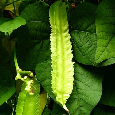 Winged Bean