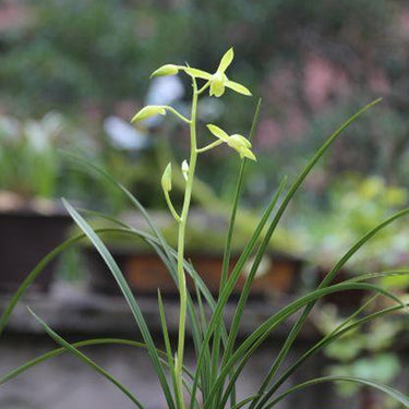 Cymbidium faberi