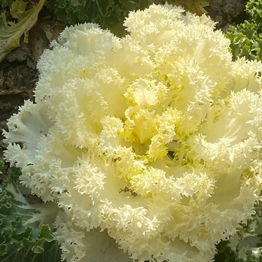 Ornamental Kale Seeds-Golden