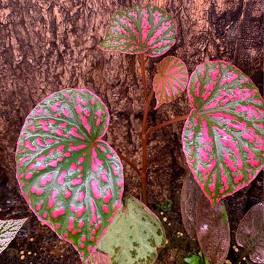 Begonia 'Candy Stripes