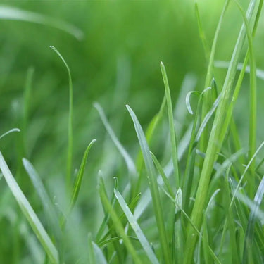 Kentucky Bluegrass Seed