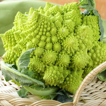 Romanesco Broccoli