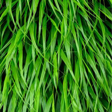 Hakonechloa, Aureola