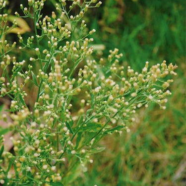 Canadian horseweed