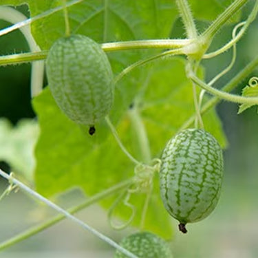 Cucamelon Seeds