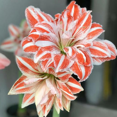 Hippeastrum Seeds-Dancing Queen