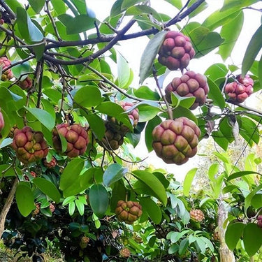 Kadsura Coccinea