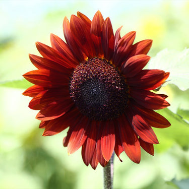 Sunflower Seeds-Red Mill