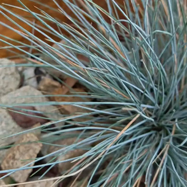 Blue Fescue Ornamental Grass Seeds