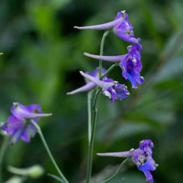 Delphinum Seeds-Astolat