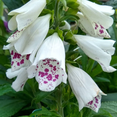 Foxglove Seeds Dalmatian White