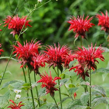 Monarda-Jacob Cline