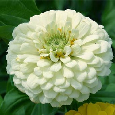 Zinnia Seeds-Parasol