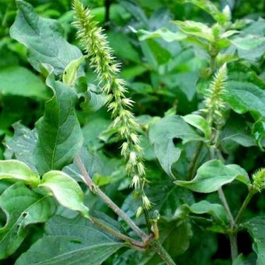 Spiny Amaranth Seeds