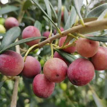 European Olive