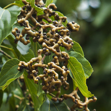 Japanese Raisin Tree