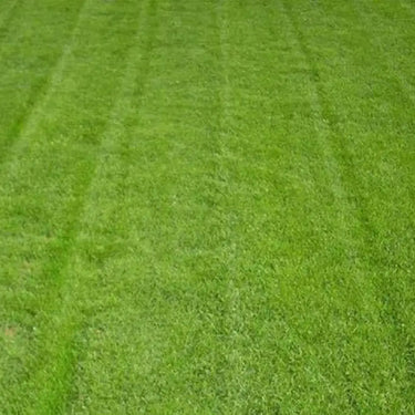 Tall Fescue Seed