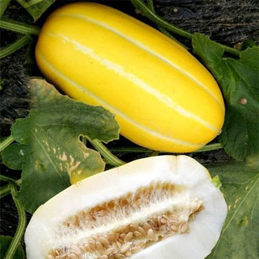 Korean Melon Seeds – Chamoe Yellow White Oriental Japanese Cantaloupe