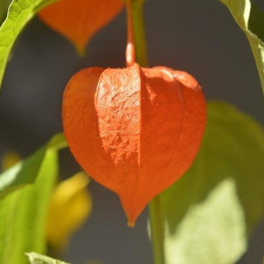 Cape Gooseberry Seeds – Ground Cherry Rare Fall Fruit