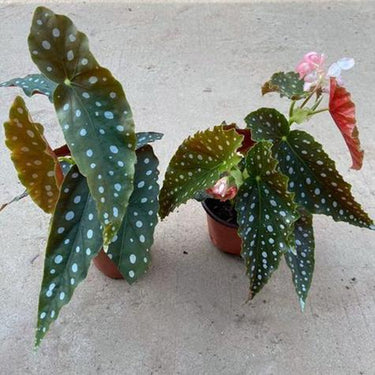 Begonia 'Pink Marlin'
