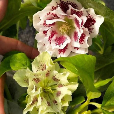 Helleborus Double-White Spots
