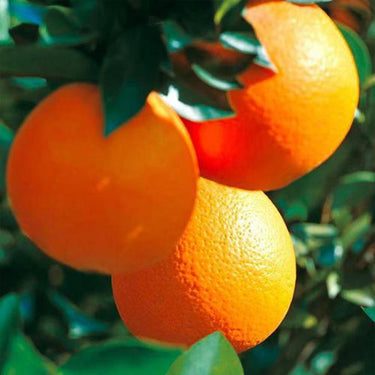 Bonsai Orange Tree Seed – Delicious Sweet Fruit Juicy