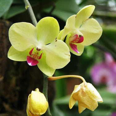 Orchid-Phalaenopsis Aphrodite