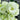 Lisianthus Seeds-Apple Green