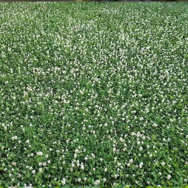 White Clover Seed