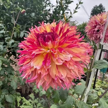 Dahlia Seeds – Myrtle