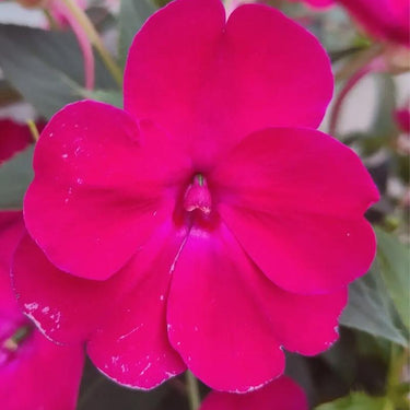 Florific Violet New Guinea Impatiens Seeds