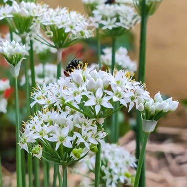 Garlic Chive-Chinese Leek