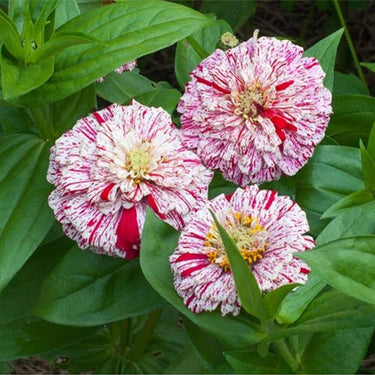 Zinnia Seeds – Candy Cane