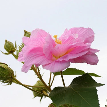 Hibiscus Seeds-Single-petal Red Cotton Rose