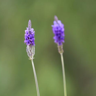 Western Vervain