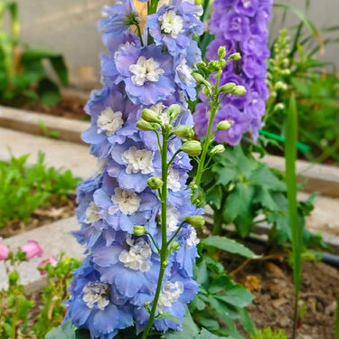 Delphinum Seeds-Blue Lace