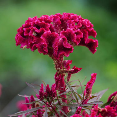 Celosia Cristata Seeds