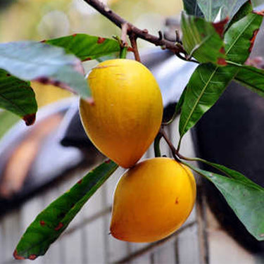 Eggfruit