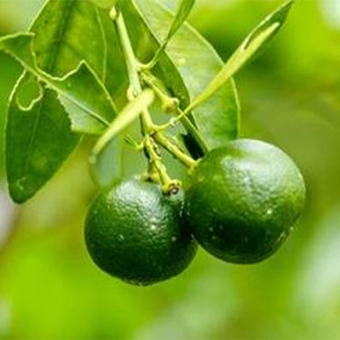 Lime Tree Seeds