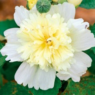 Hollyhock Seeds-Spring Celebrities Lemon