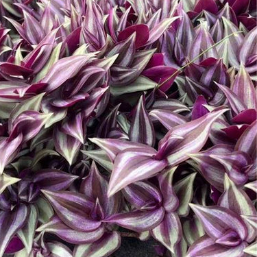 Tradescantia Zebrina'Purple Passion'