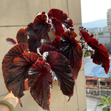 Begonia 'Arabian Sunset'