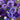 Lisianthus Seeds – Violet Noir