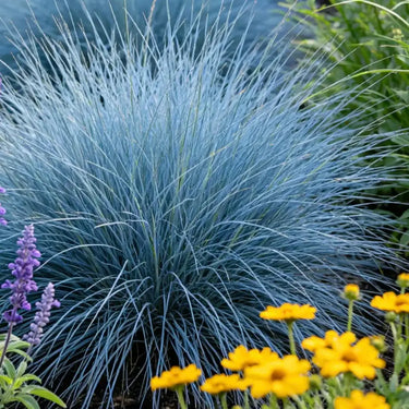 Blue Fescue Ornamental Grass Seeds