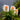 Amazing plants! Cat's eye dazzle