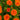 Calendula Seeds – Hedgehog Orange
